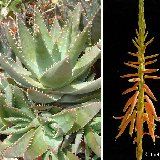 Aloe brevifolia v. depressa JLcoll.253